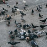 害鳥被害とその現状について